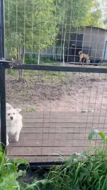 ❤️🐶 #приютСудьба #приютдляживотных #животные #собаки