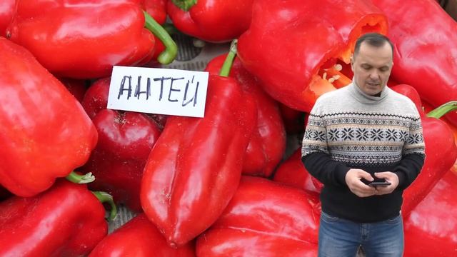 Что нужно посеять в феврале, наш проверенный список.