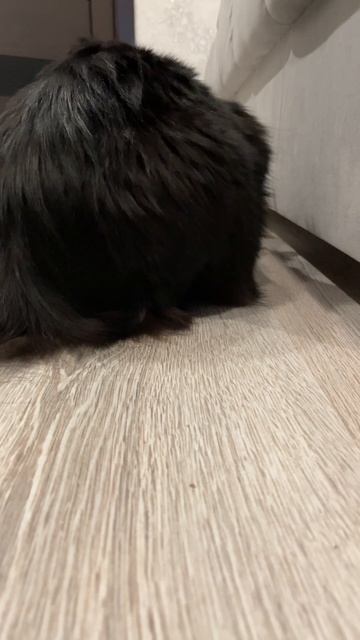 Достаем потерянные игрушки #кот