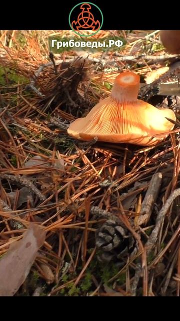 Рыжик сосновый - один из лучших грибных трофеев! Lactarius Deliciosus. Можно даже сушить!