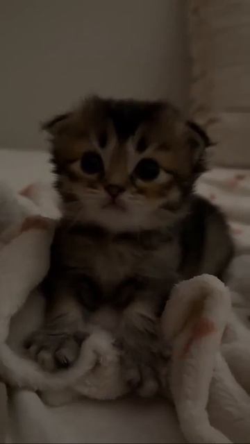 Клип @meowtaverse