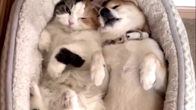 Заставка для видео Кот с собачкой № 590