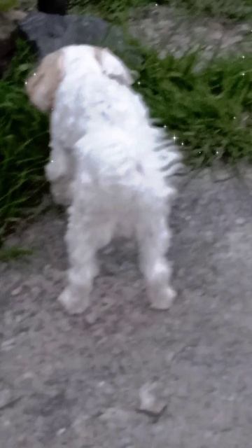 эстетичный влог с олафом🐶🥹