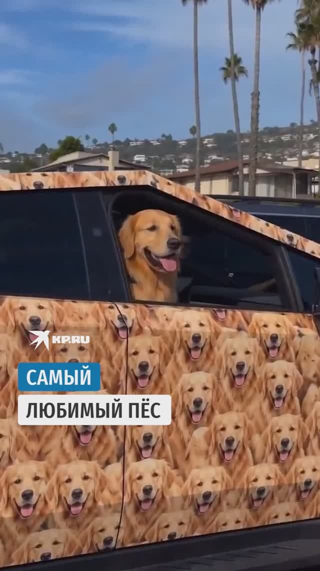 Самый любимый пёс