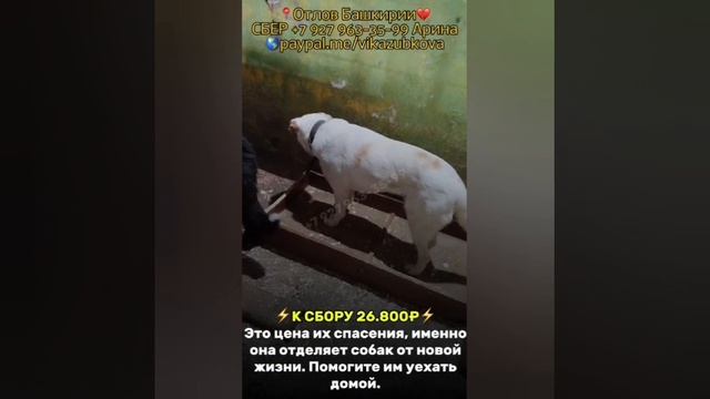 🆘 ПОМОГИТЕ ОПЛАТИТЬ ДОРОГУ К ДОМУ 🆘
Эти две собаки оказались в отлове не потому, что родились ...