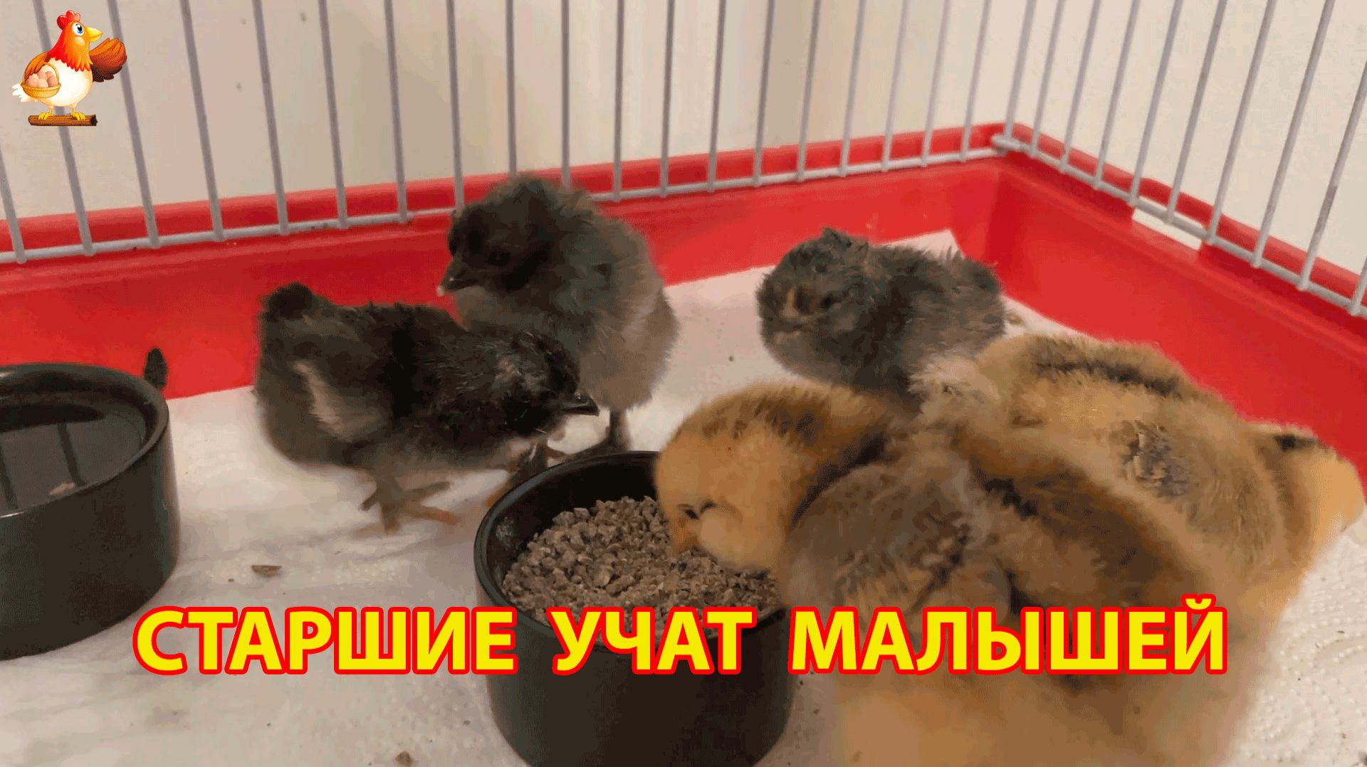 6 цыплят Легбар и Амераукана живут вместе и ждут переезда в новый дом