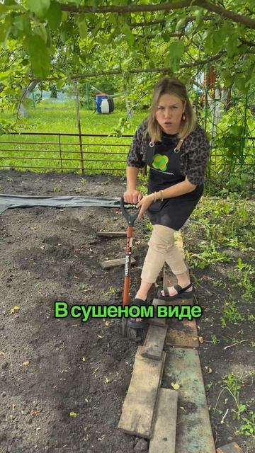 8 лет тюрьмы за эту лечебную траву на даче