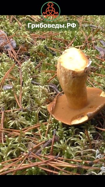 Маслёнок(моховик)  жёлто-бурый  Suillus Variegatus. Хороший гриб для всех видов заготовки.