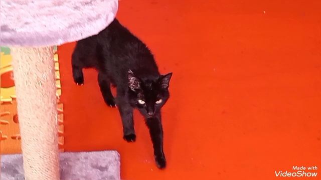 Мариуполь 🏙️ пятница 05.06.2026🐈🐈🐈🐈💻🕘