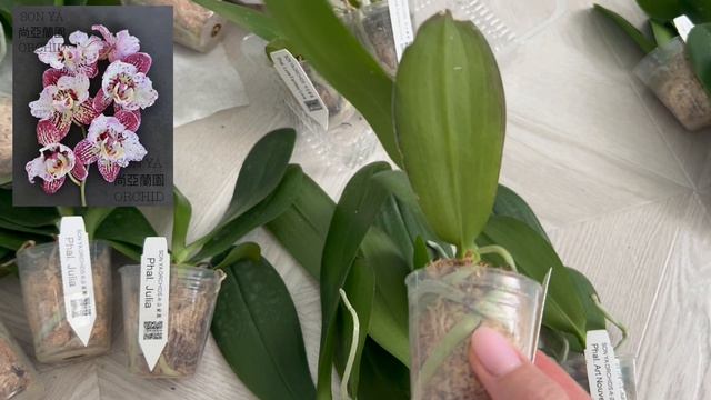 ШОК-НОВИНКА SON YA ORCHID! Редкие фаленопсисы, которые захотят все коллекционеры!
