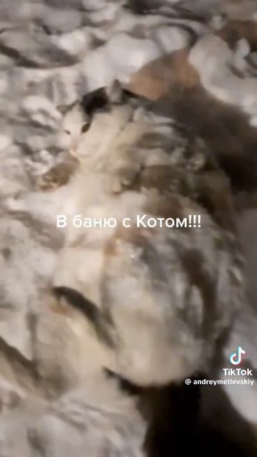 в баню с котом