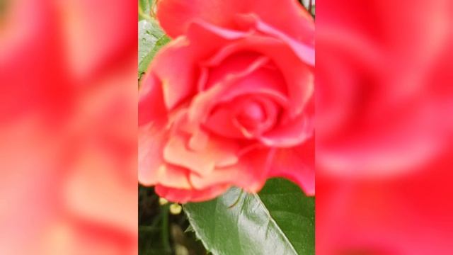 Наши розочки 🌹🌹🌹🌹🌹