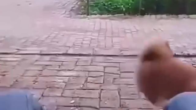 Обычные активности для этой породы