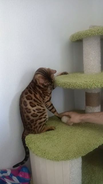 Бенгальский котик с окрасом 