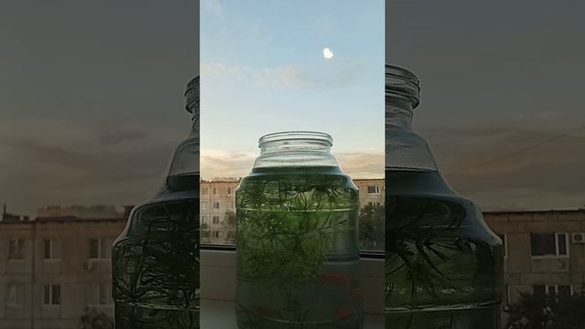 как уговорить родителей зависти рыбок подсказки которые помогут нанернека