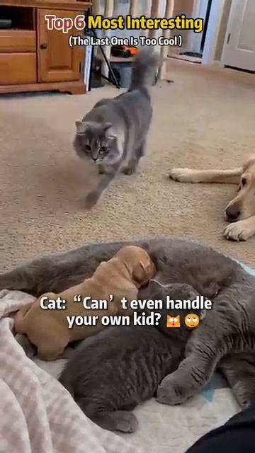 ⋆˚🐾˖°КОТИКИ⋆˚🐾˖°