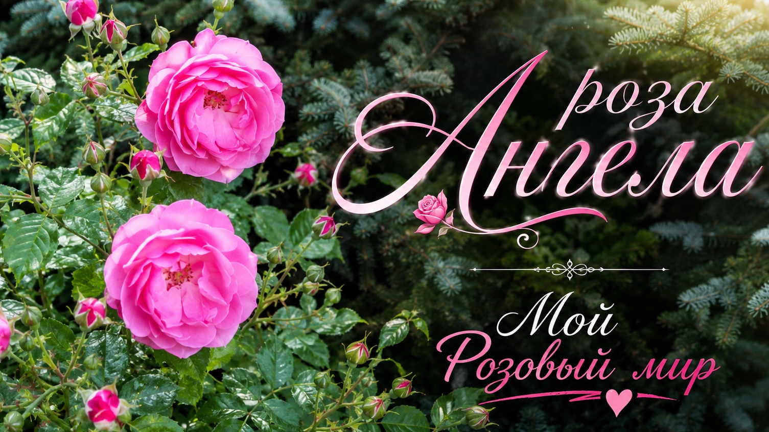 Начало цветения розы Ангела (Angela)