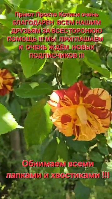 Приют Просто Котики очень благодарен...