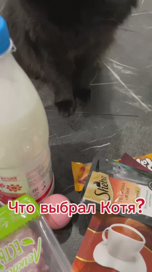 Что заинтересовало больше всего Котю?