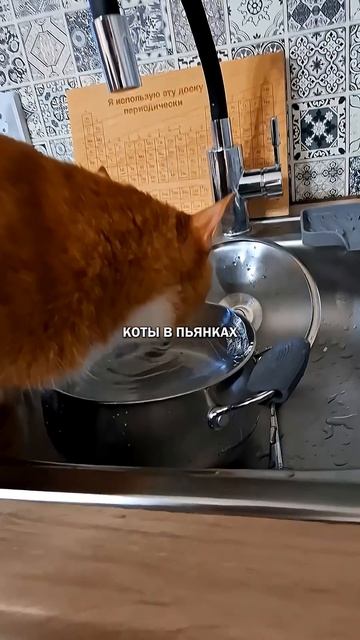 Коты и пьянки #коты