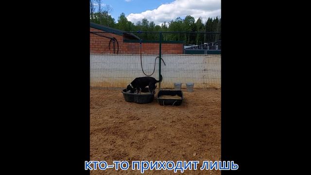 Купальный сезон в приюте открыт