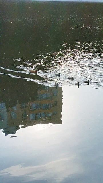 Богдановский пруд. Утки
