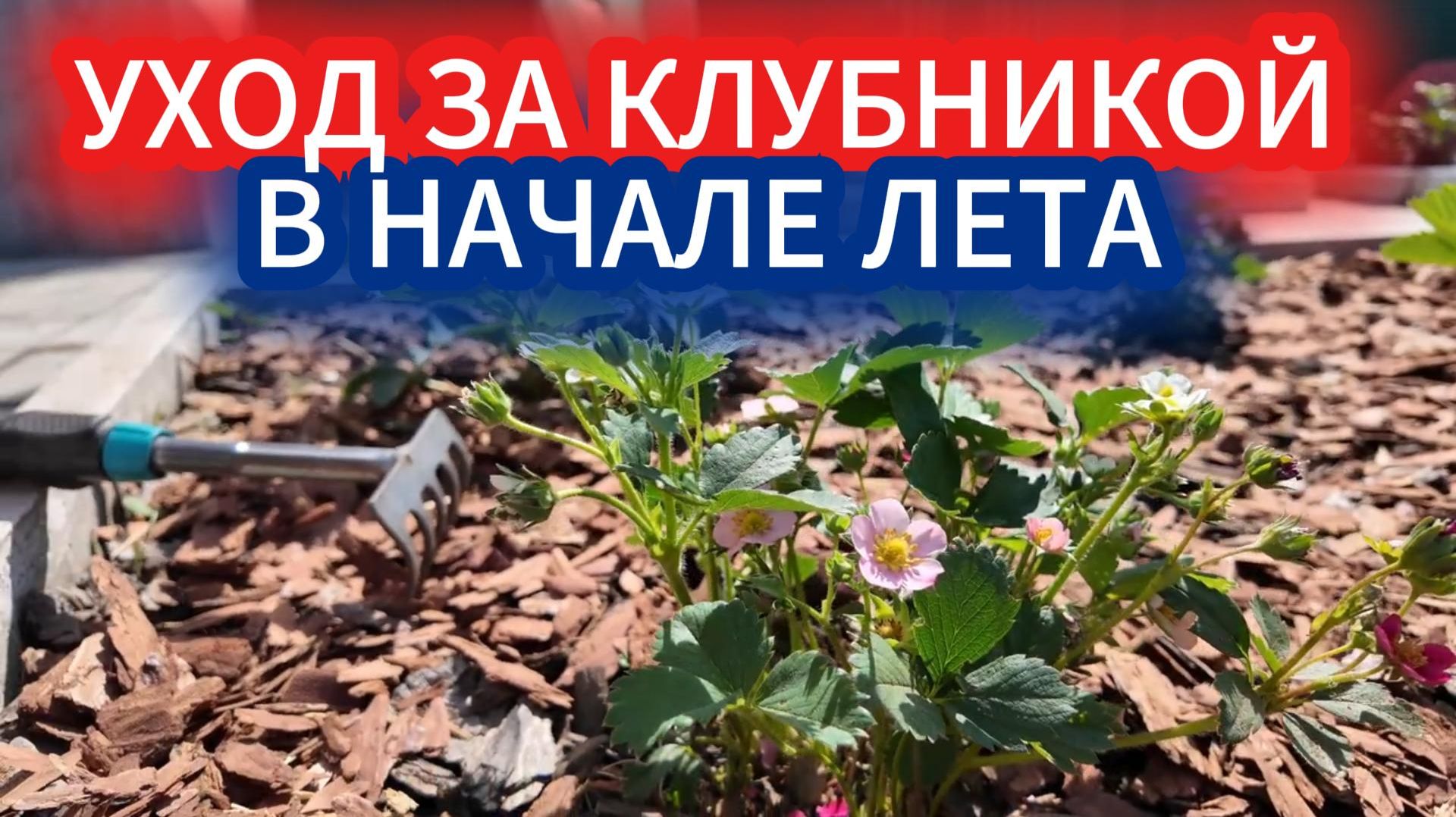 Клубника: удобрение и уход - секрет шикарного урожая.