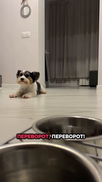 Тренируем команду «переворот»