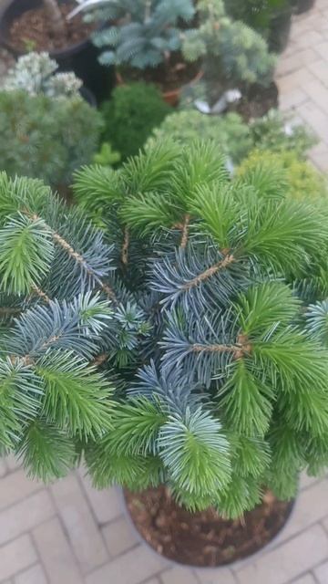 ❤🌲Ель Зильберцверг на штамбе
✔Продажа растений в макс и телеграм канале: Https://t.me/love_is_hvoiny