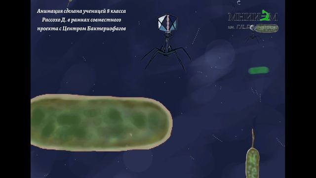 Работа Центра Бактериофагов