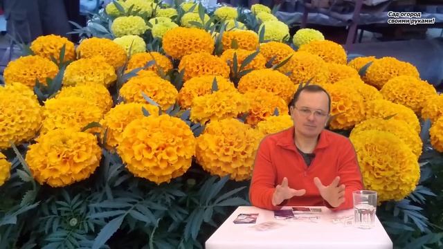 Что посеять на рассаду в марте. Овощи и цветы.