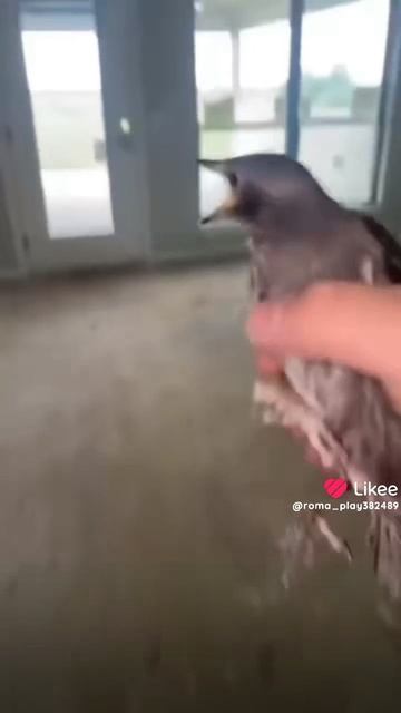 птица