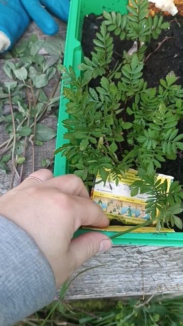 приводим в порядок кусочек земли за гаражом