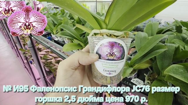 и95
