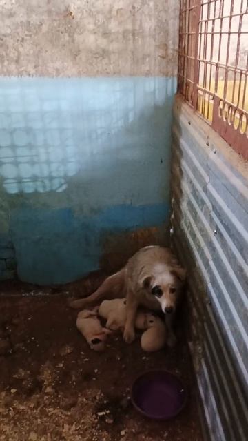 Совсем маленькие и беззащитные дети,попади в отлов.Они не могут о себе заботится.Что это значит?
