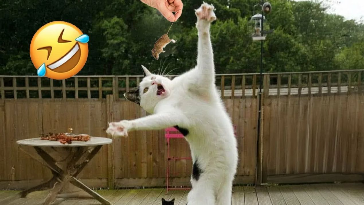 Смешные КОТЫ!Лучшие моменты с котами 2026:мемы,фейлы.Это точно должно вас рассмешить!