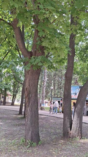 дерево Клён