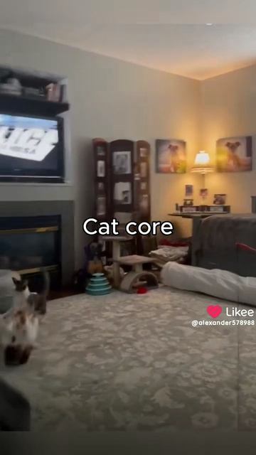 котики