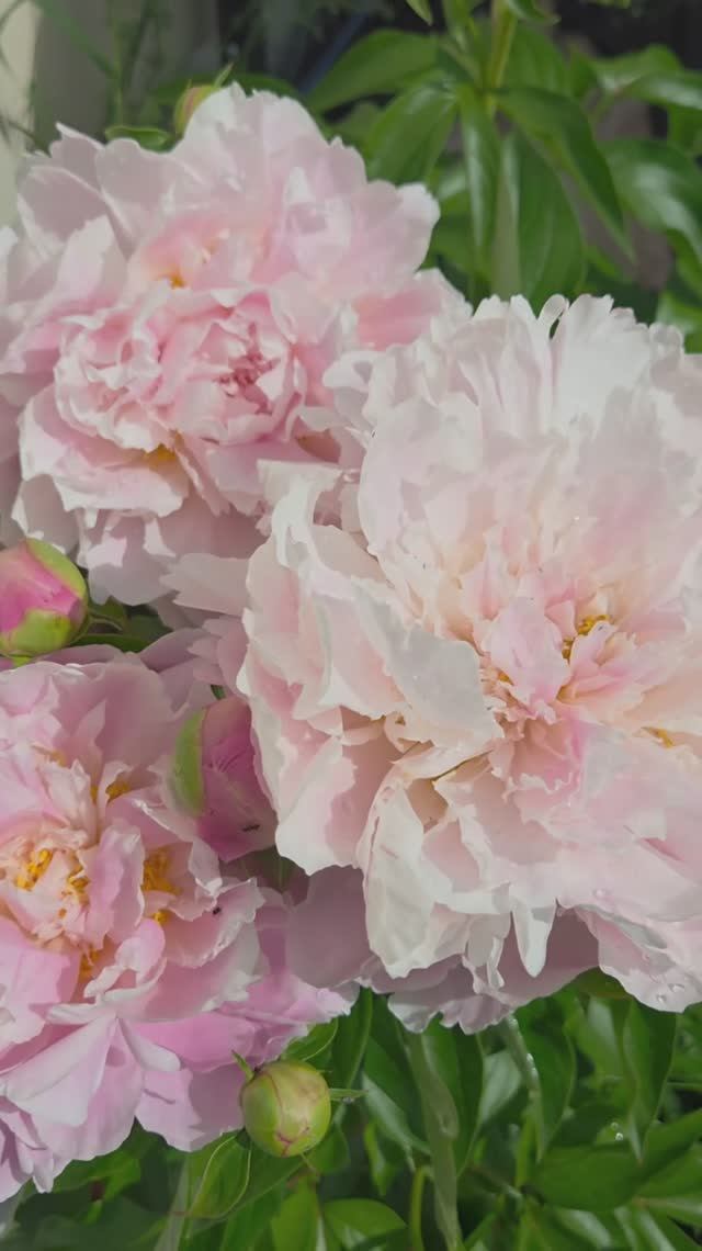 ПИОНЫ расцвели 🌸 5 июня