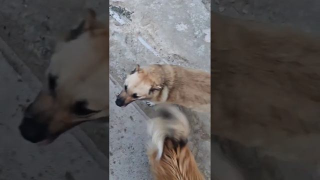 Небольшой обзор приюта