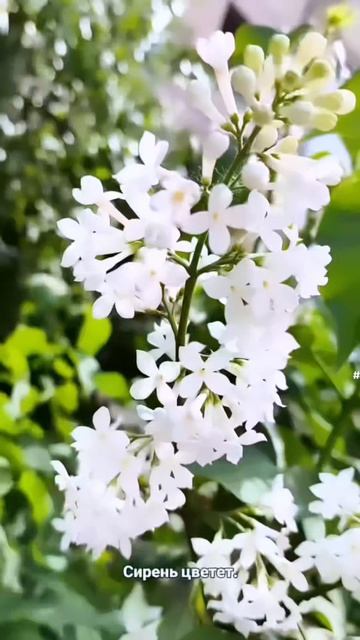 Серенью надышалась, пока кормильцев ждала.
Лето пришло, дачники делятся урожаем...
#сирень#нашдвор