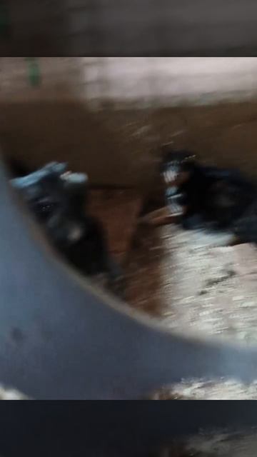 Уфа, Башкирия
Попали в отлов вот  такие собаки!😰Добрые и ласковые 
Пожалуйста, сделайте репост🙏