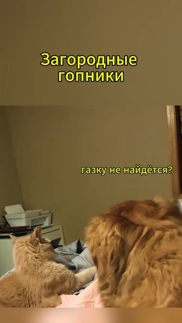 #юмор #газ #кот #отопление #загород