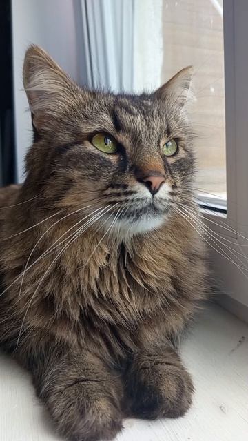 Тимка #мойпитомец #кот #милота #лето #котики