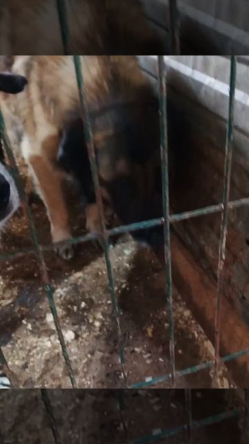 Уфа, Башкирия
Попали в отлов вот  такие собаки!😰Добрые и ласковые 
Пожалуйста, сделайте репост🙏