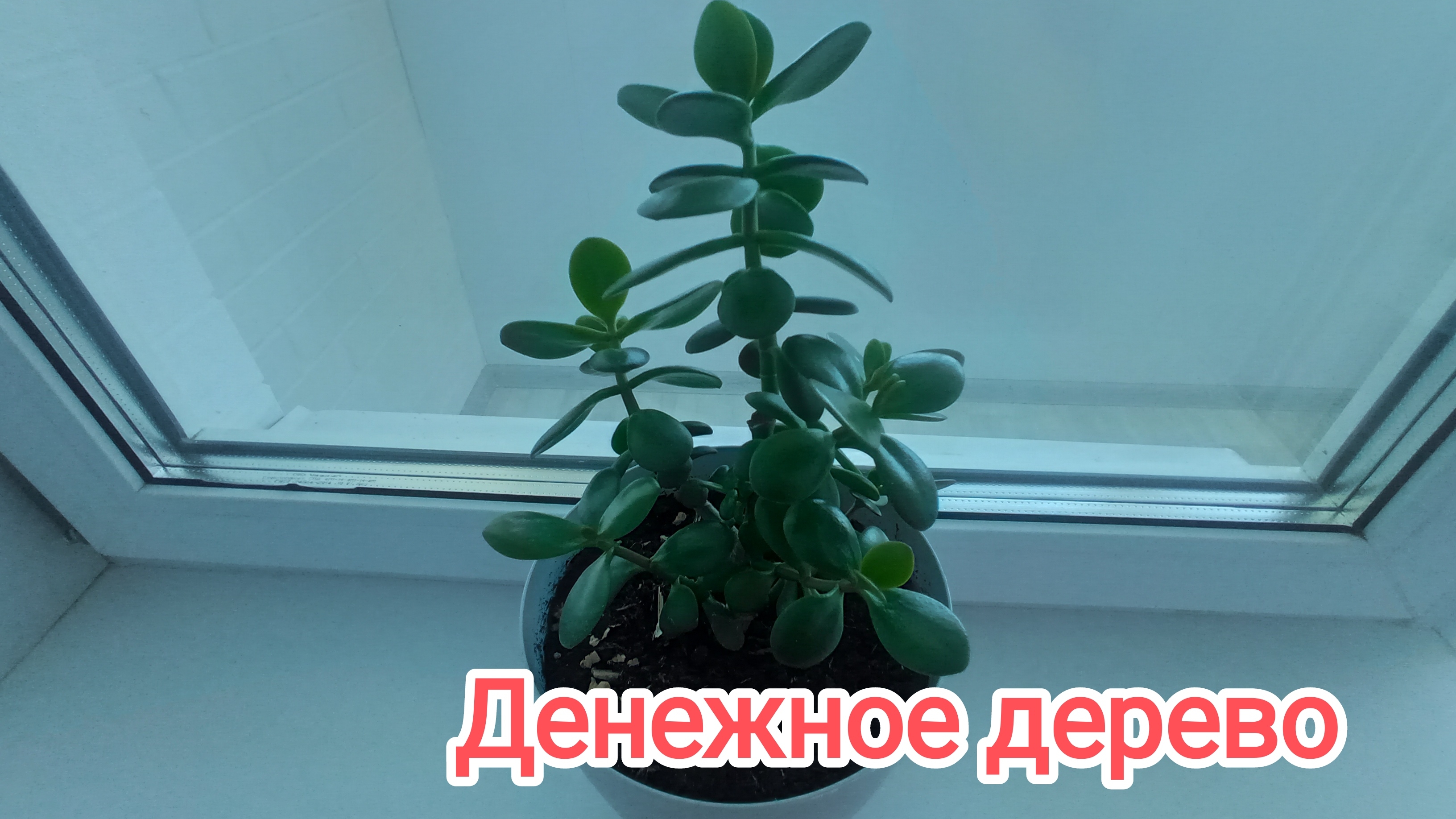 Новый день. Лето пришло. Как сохранить денежное дерево?