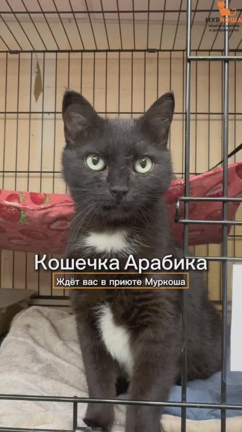 Арабика ждёт вас в приюте #Муркоша