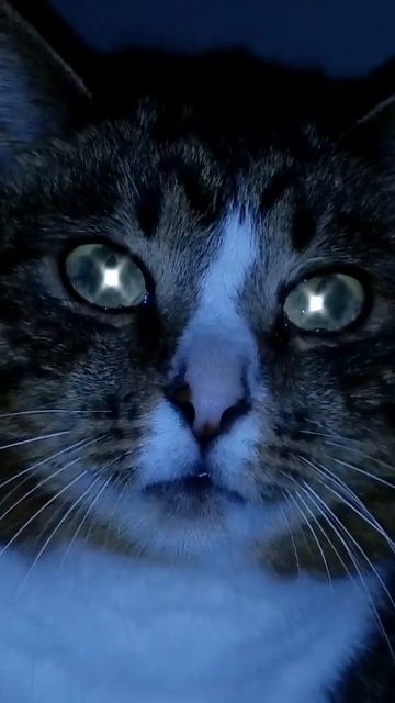 Прости, моё сердечко не свободно. Ты уже догадался, кем оно занято? 💔🐾🤍
