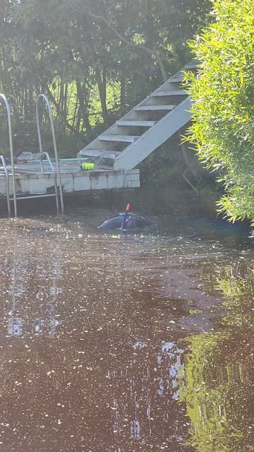 Поиск утонувшего телефона в мутной воде. Услуги водолаза.