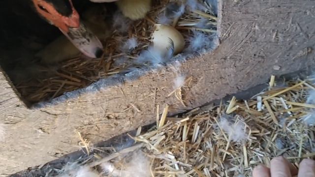 Выбираем маму-утку. Мечение линий надрезом ласты суточного утёнка.